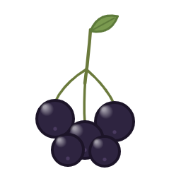 Schwarze Johannisbeere
