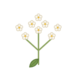 Holunderblüte